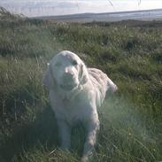 Golden retriever Chanti