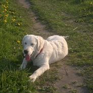 Golden retriever Chanti