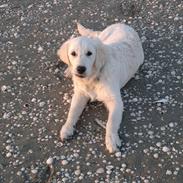 Golden retriever Chanti