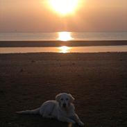 Golden retriever Chanti