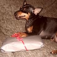 Dvaergpinscher Chikita