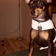 Dvaergpinscher Chikita