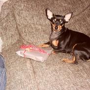 Dvaergpinscher Chikita