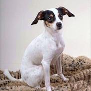 Blanding af racer Freja