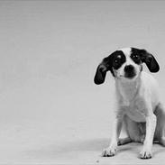 Blanding af racer Freja