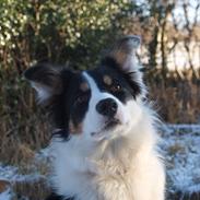 Border collie Jessie 