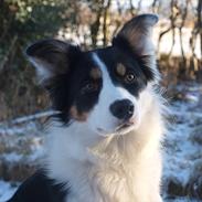 Border collie Jessie 