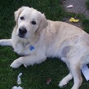 Golden retriever Cocio