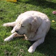 Golden retriever Cocio