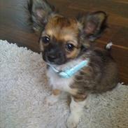 Chihuahua Royal Roxys *Lucas*