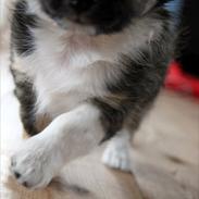 Chihuahua Royal Roxys *Lucas*