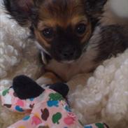 Chihuahua Royal Roxys *Lucas*