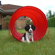 Cavalier king charles spaniel Cabello's Alvin