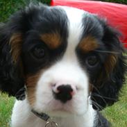 Cavalier king charles spaniel Cabello's Alvin