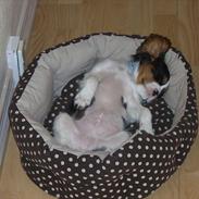 Cavalier king charles spaniel Cabello's Alvin