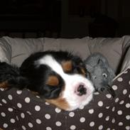 Cavalier king charles spaniel Cabello's Alvin