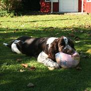 Engelsk springer spaniel Baloo *R.I.P*