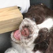 Engelsk springer spaniel Baloo *R.I.P*