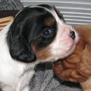 Cavalier king charles spaniel Zenta<3