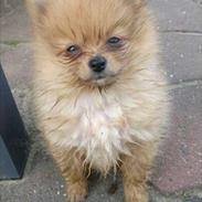 Pomeranian Malibou