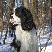 Cavalier king charles spaniel Pico (Elimosa Scandinavian Connection)