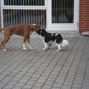 Cavalier king charles spaniel Pico (Elimosa Scandinavian Connection)