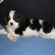 Cavalier king charles spaniel Pico (Elimosa Scandinavian Connection)