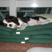 Cavalier king charles spaniel Pico (Elimosa Scandinavian Connection)