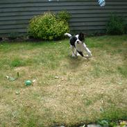 Cavalier king charles spaniel Pico (Elimosa Scandinavian Connection)