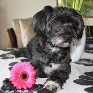 Bichon havanais Marit