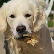 Golden retriever Bailey