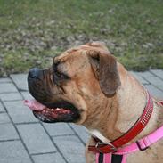 Olde english bulldogge Bullforce Luna Athlet "RIP"