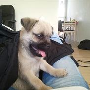 Blanding af racer Viktor