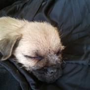 Blanding af racer Viktor