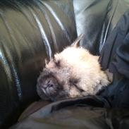 Blanding af racer Viktor