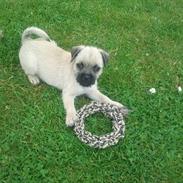 Blanding af racer Viktor