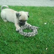 Blanding af racer Viktor