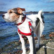 Jack russell terrier Freja - min malle pas