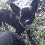 Chihuahua Charlie Batman Hansen