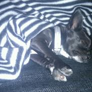 Chihuahua Charlie Batman Hansen