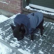 Chihuahua Charlie Batman Hansen