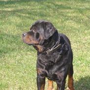 Rottweiler Olfert