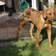 Rhodesian ridgeback Tabili