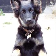 Schæferhund Glarbo Bessie, RIP
