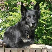 Schæferhund Glarbo Bessie, RIP