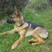 Schæferhund Charno.