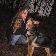 Schæferhund Charno.