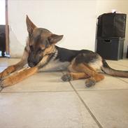 Schæferhund Charno.