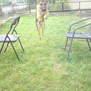 Schæferhund Charno.