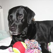 Labrador retriever Ronaldo